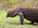 The tongue can actually split the entire length in smelling for food