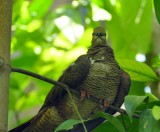 Sad-faced Bird :)
