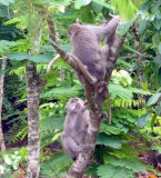 Monkeys here also :)