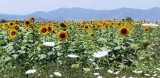  Fields of Sunflowers