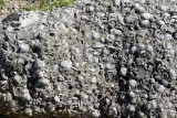  Shells in rock showing that at one time, this area was underwater