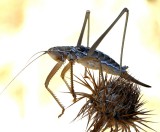 Saga Pedo bush cricket seen at Delphi