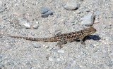 DSC00032-001.JPG