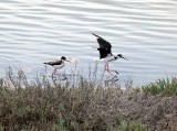 DSC00263-001.JPG