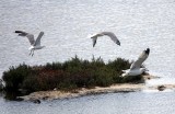 DSC00309-001.JPG