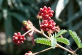 DSC00612.JPG