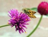 This is a Hobomok Skipper butterfly on a Gomphrena Fireworks plant