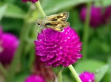 The Butterfly is a Fiery Skipper and the flower is a Gomphrena All Around Purple