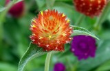 This is a Gomphrena Qis Orange plant