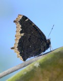 Morning Cloak
