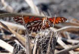 Gulf Fritillary