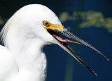 Snowy Egret flicking its tongue as a way to attract prey