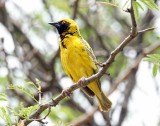 Southern Masked Weaver