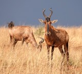 Red Hartebeest