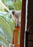 Vervet Monkey at our lodge