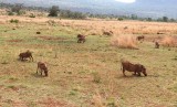 Warthogs