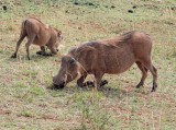 Warthogs kneel to eat to compensate for short necks and long legs