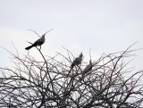 Grey Go-Away-Birds