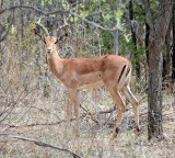 Impala