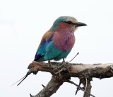 Lilac-breasted Roller
