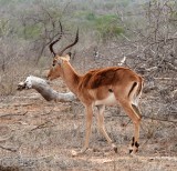Impala