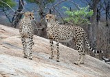 Father and Son Cheetahs