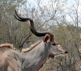 Kudu