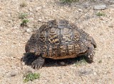 Leopard Turtle