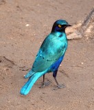 Greater Blue-eared Starling