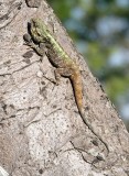 Lizard 