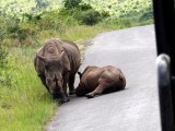 Tired baby rhino