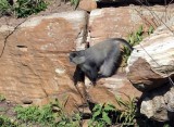 A Blue Monkey - first one Ive ever seen