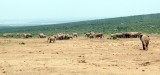 Elephants as far as the eye can see from a second watering hole where we stopped
