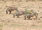 Warthogs