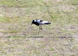 Blacksmith Plover