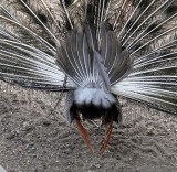 The back side of the plumage