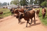 We walked through a local village to the home of one of the Elders of the area