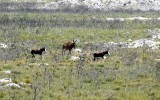 Two Bontebok in front and a Kudu(?) behind