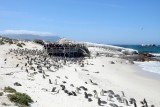More people than penquins
