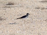 Killdeer