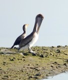 Cormorant and Brown Pelican