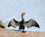 Cormorant drying its wings