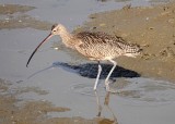Long-billed Curlew