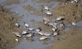 Sandpipers