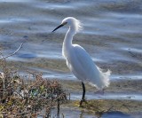The ever-present Snowy Egret
