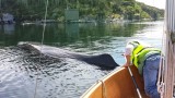 WHALE - Askeladden 16 - Rong - Norway