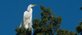 Great Egret  