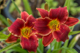 Daylilies