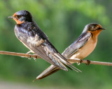 Barn Swallows