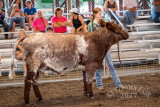 DSC01646.jpg